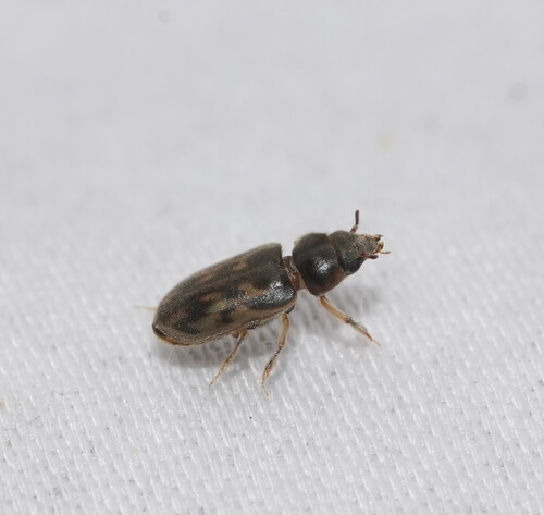 Heterocerus