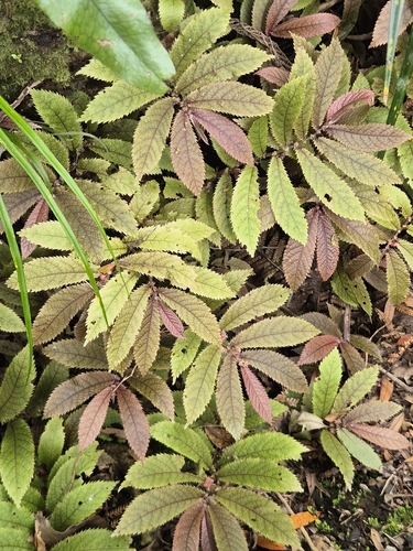 Elatostema observed 2026-10-25