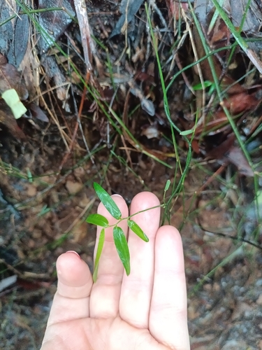 Geitonoplesium cymosum observed 2026-10-25