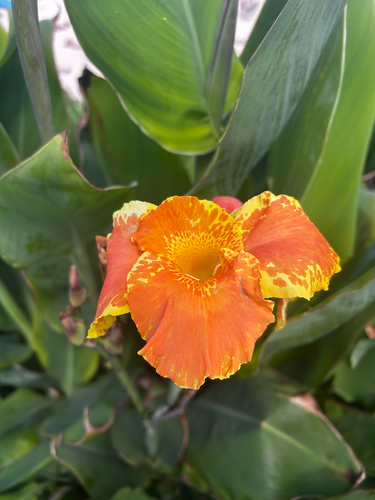 Canna glauca observed 2026-10-25