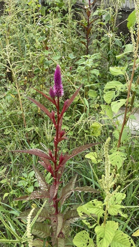 Celosia argentea observed 2026-10-25