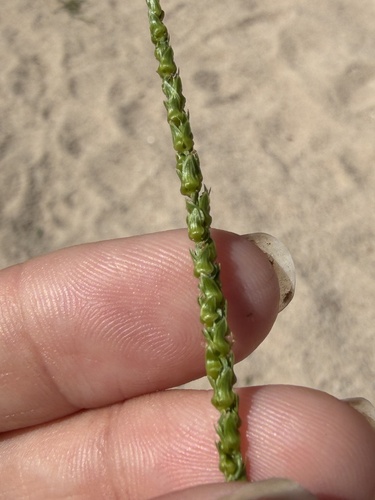 Anthephora hermaphrodita observed 2026-10-24