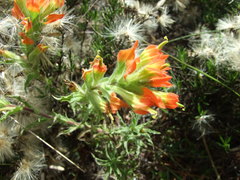 Castilleja glandulosa