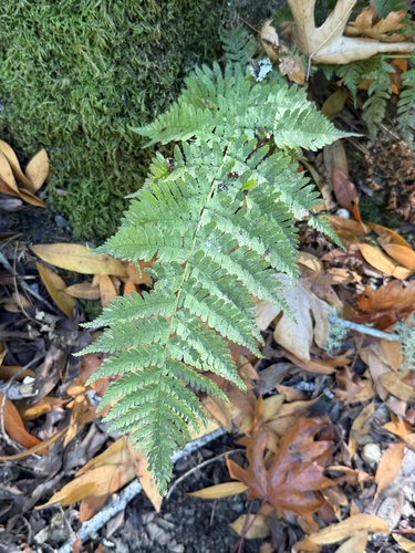Dryopteris arguta, 2026-10-24