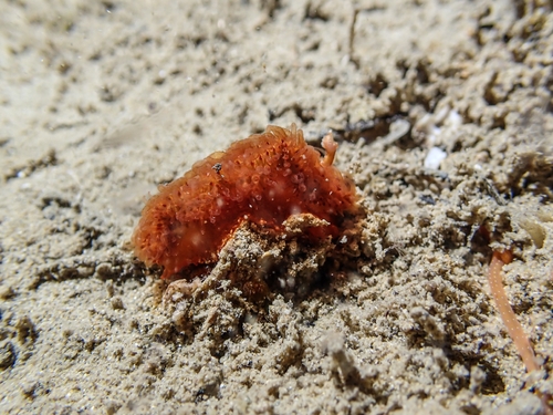 Madrella ferruginosa observed 2026-10-21