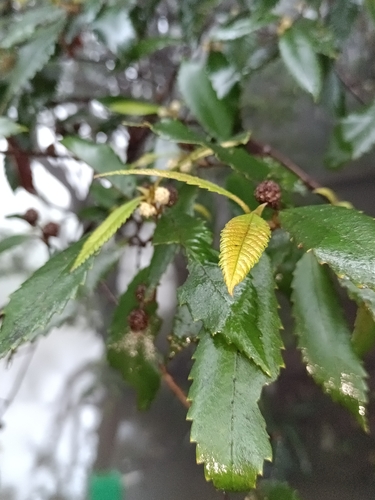 Callicoma serratifolia observed 2026-10-25