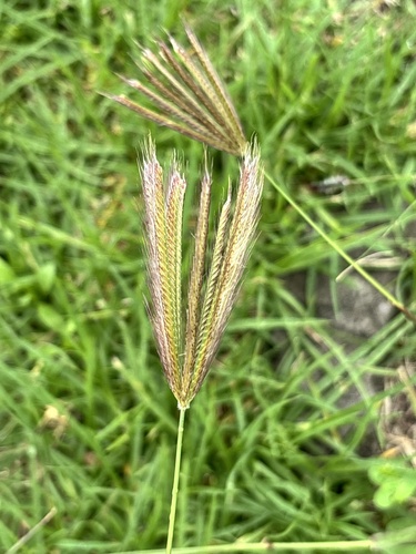 feather finger grass
