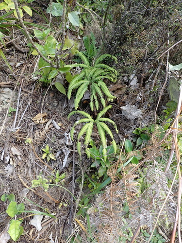 Sticherus cunninghamii observed 2026-10-25