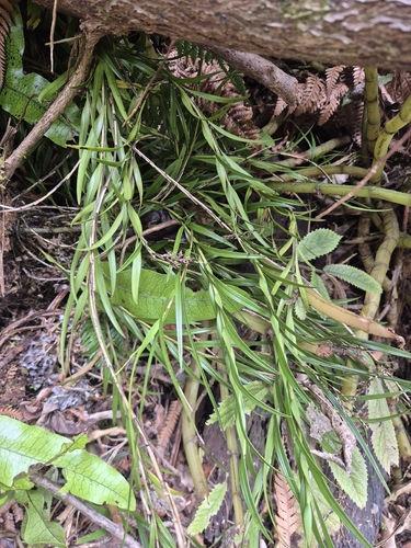 Earina autumnalis observed 2026-10-25