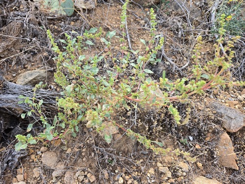 Palmer's Amaranth