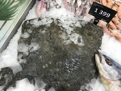 Scophthalmus maeoticus