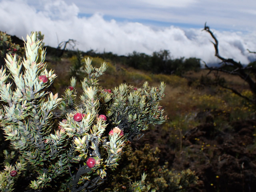 Leptecophylla tameiameiae observed 2026-10-24