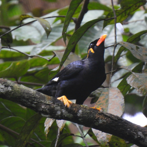 Gracula religiosa observed 2026-10-25