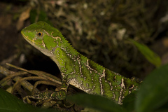 Enyalius iheringii