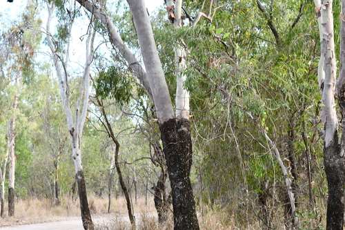 Corymbia tessellaris observed 2026-10-25