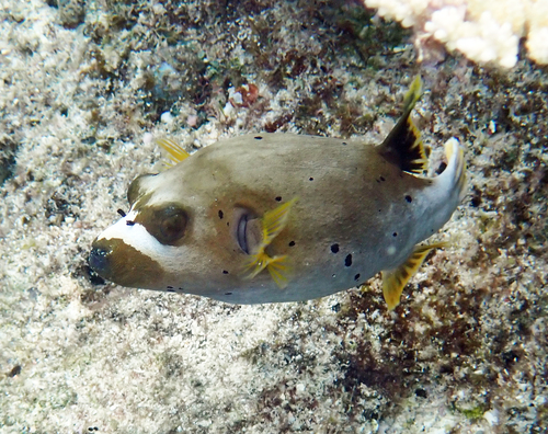 Arothron nigropunctatus observed 2026-10-21
