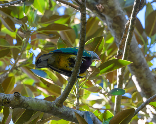 Ptilinopus magnificus observed 2026-10-25