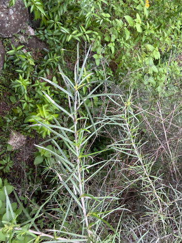Trigonopterum laricifolium observed 2026-10-24