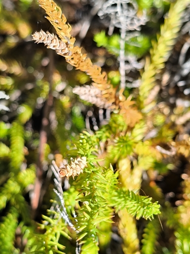 Lateristachys lateralis observed 2026-10-25