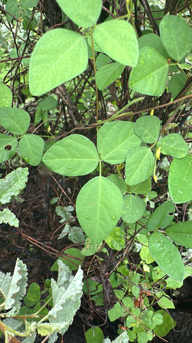 Rhynchosia minima observed 2026-10-23