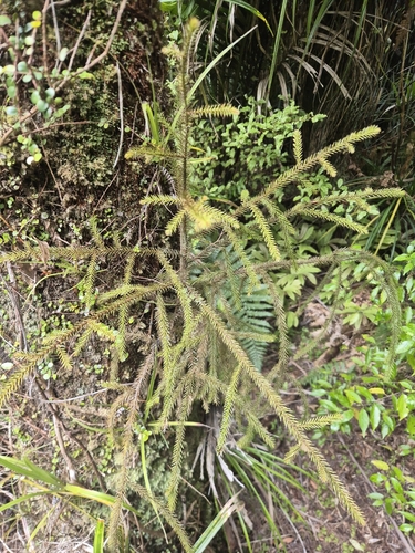 Dacrydium cupressinum observed 2026-10-25
