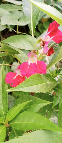 Impatiens balsamina observed 2026-10-25