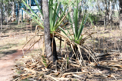 Pandanus observed 2026-10-25