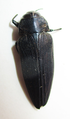 Actenodini