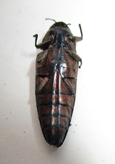Actenodini