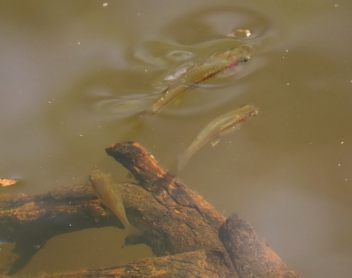 Xiphophorus hellerii observed 2026-10-20