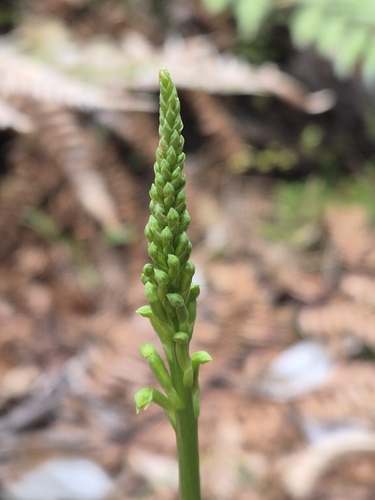 Microtis unifolia observed 2026-10-25