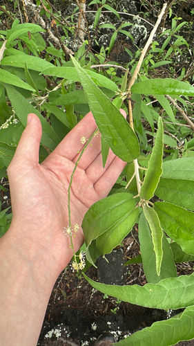 Croton scouleri observed 2026-10-23