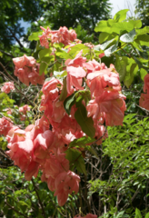 Mussaenda erythrophylla