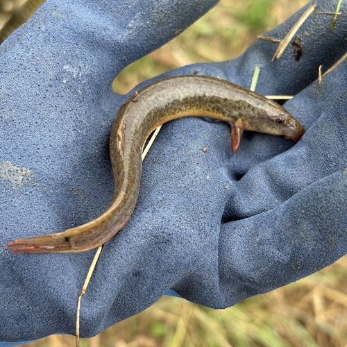 Misgurnus anguillicaudatus observed 2026-10-25