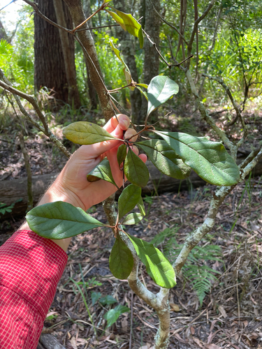 Pittosporum revolutum, 2026-10-25