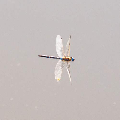 Blue-eyed Darner