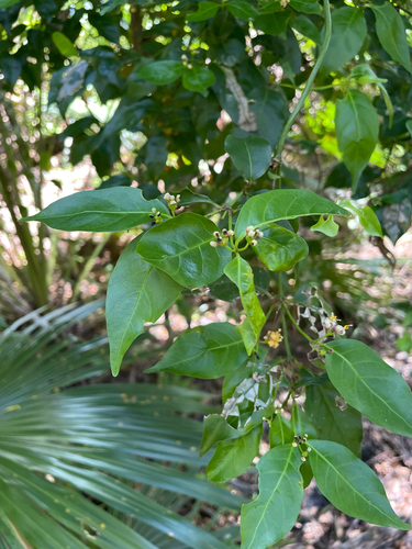 Morinda observed 2026-10-25