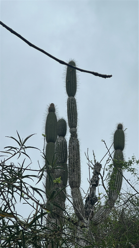 Jasminocereus thouarsii observed 2026-10-23