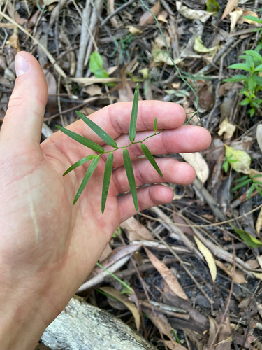 Geitonoplesium cymosum observed 2026-10-25
