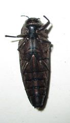 Actenodini