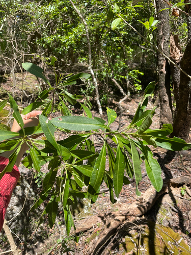 Duboisia myoporoides observed 2026-10-25