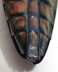 Actenodini