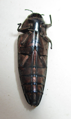 Actenodini