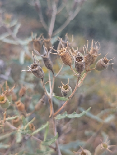Many-flowered Mentzelia
