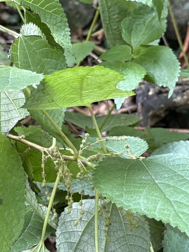 Boehmeria nivea observed 2026-10-25