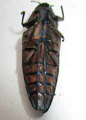 Actenodini