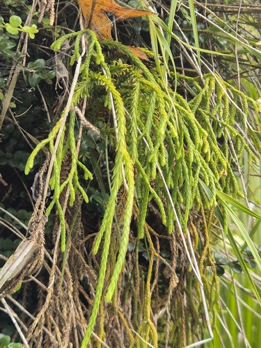 Phlegmariurus billardierei observed 2026-10-25