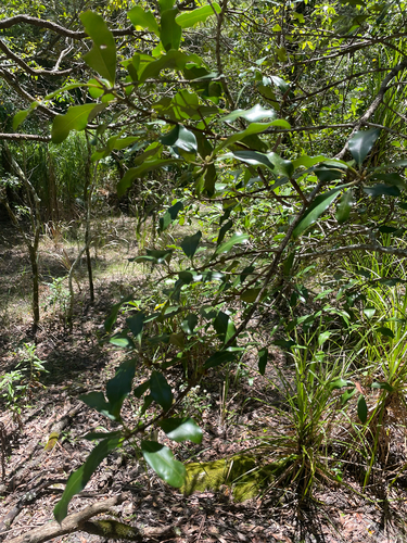Rapanea observed 2026-10-25