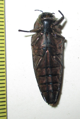 Actenodini