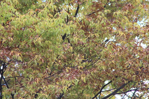 Zelkova serrata observed 2026-10-25